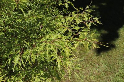 Fagus sylvatica 'Mercedes' - buk obecný, lesní - listy